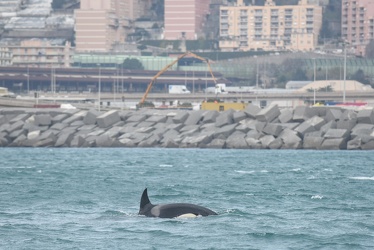 avvistamento orche porto acquario 05122019-1050