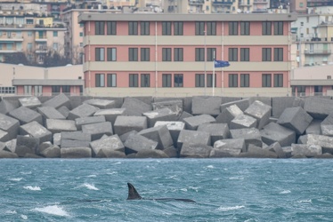 avvistamento orche porto acquario 05122019-1163