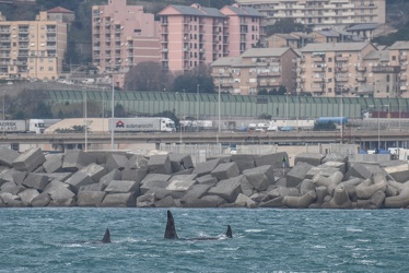 avvistamento orche porto acquario 05122019-1225