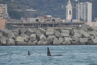 avvistamento orche porto acquario 05122019-1296