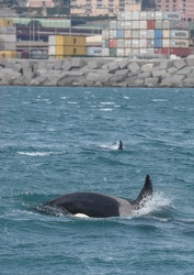 avvistamento orche porto acquario 05122019-1362