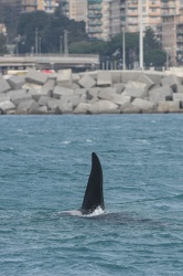 avvistamento orche porto acquario 05122019-1373