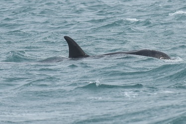 avvistamento orche porto acquario 05122019-1396
