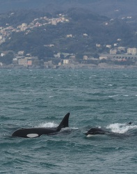 avvistamento orche porto acquario 05122019-1439-2