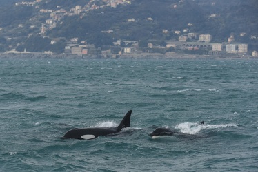 avvistamento orche porto acquario 05122019-1439