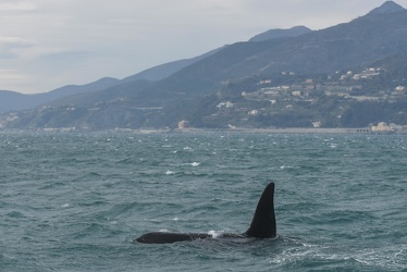 avvistamento orche porto acquario 05122019-1457