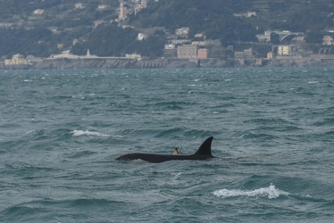 avvistamento orche porto acquario 05122019-1469