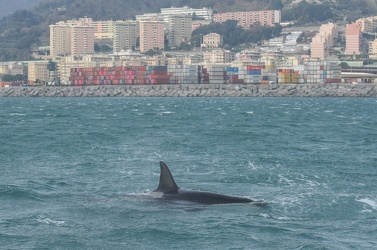 avvistamento orche porto acquario 05122019-1496