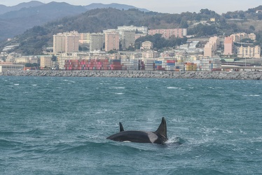 avvistamento orche porto acquario 05122019-1500