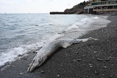Genova, bagni Europa - carcassa di delfino spiaggiata sul bagnas