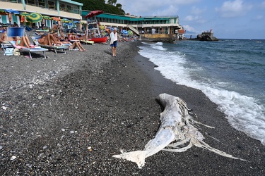Genova, bagni Europa - carcassa di delfino spiaggiata sul bagnas
