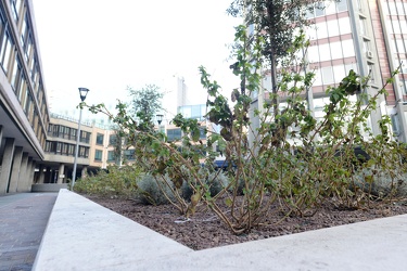 Genova, piazza Piaccapietra - aiuole con erba alta e spazzatura 