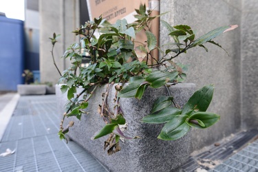 Genova, piazza Piaccapietra - aiuole con erba alta e spazzatura 