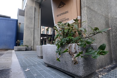 Genova, piazza Piaccapietra - aiuole con erba alta e spazzatura 