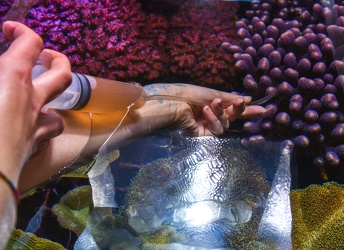 acquario pandemia chiusura Ge14042021