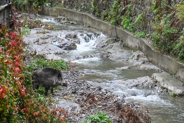 Decennale alluvione 2011 via Fereggiano 03112021-4595