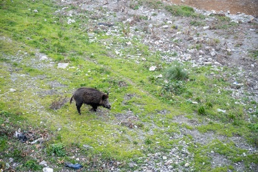 Genova, tratto terminale del Bisagno - sopralluogo cinghiali per