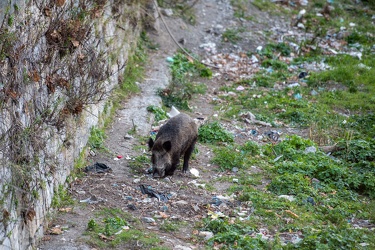 Genova, tratto terminale del Bisagno - sopralluogo cinghiali per