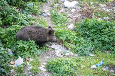 Genova, tratto terminale del Bisagno - sopralluogo cinghiali per