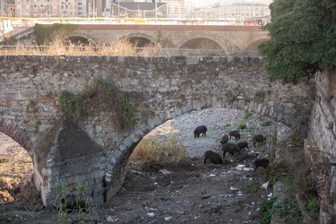 Genova, tratto terminale del Bisagno - sopralluogo cinghiali per