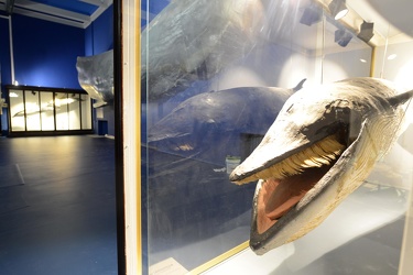 Genova - museo civico di storia naturale Doria - la nuova stanza