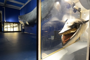 Genova - museo civico di storia naturale Doria - la nuova stanza