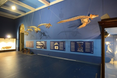 Genova - museo civico di storia naturale Doria - la nuova stanza
