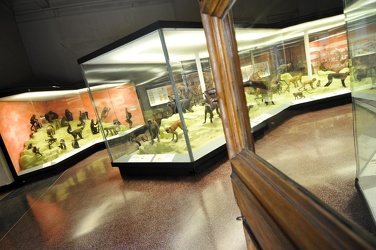Ge - museo storia naturale