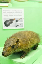 museo storia naturale Ge2010