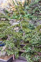 Francesco Morra bonsai Ge16112015