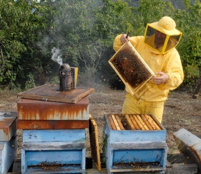 apicoltore G Giuffra2009