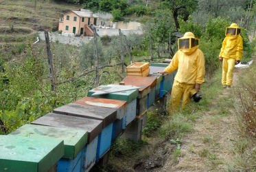 Giuseppe Giuffra - apicoltore