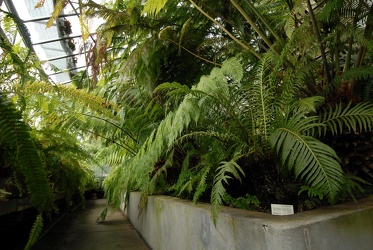 Genova - orto botanico