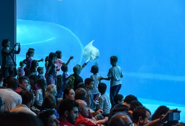 Acquario 25esimo anniversario 052015-1043