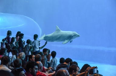 Acquario 25esimo anniversario 052015-1048