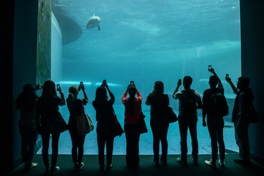 Igers acquario