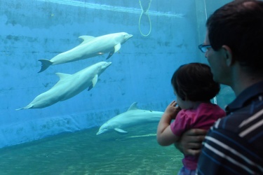 Genova - acquario - ampliamento con nuova struttura cetacei