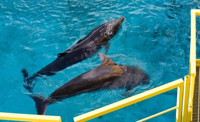 delfini rimini acquario Genova