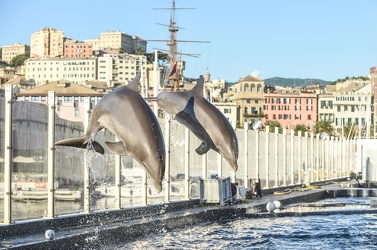 delfini acquario