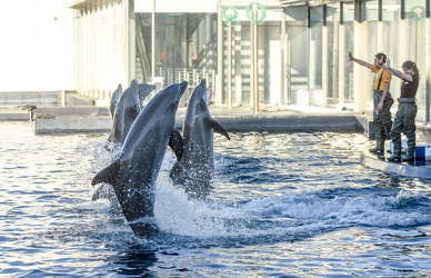 delfini acquario
