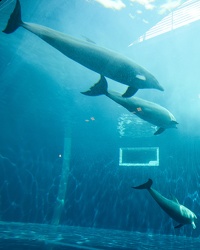 vasche delfini Acquario genova