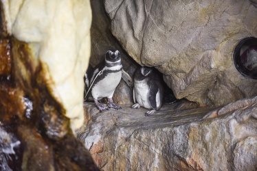 piccoli pinguini acquario 072016-5035