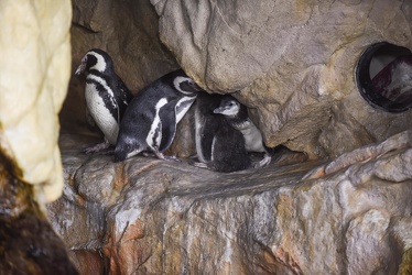 piccoli pinguini acquario 072016-5079