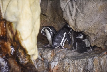 piccoli pinguini acquario 072016-5090