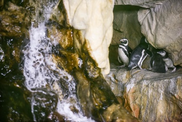 piccoli pinguini acquario 072016-5107