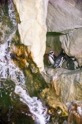 piccoli pinguini acquario 072016-5111
