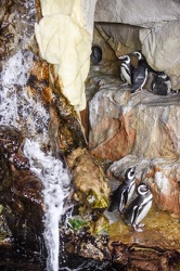piccoli pinguini acquario Ge26072016