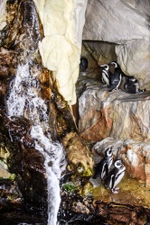 piccoli pinguini acquario 072016-5123