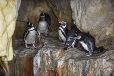 piccoli pinguini acquario 072016-5141