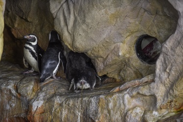 piccoli pinguini acquario 072016-5156
